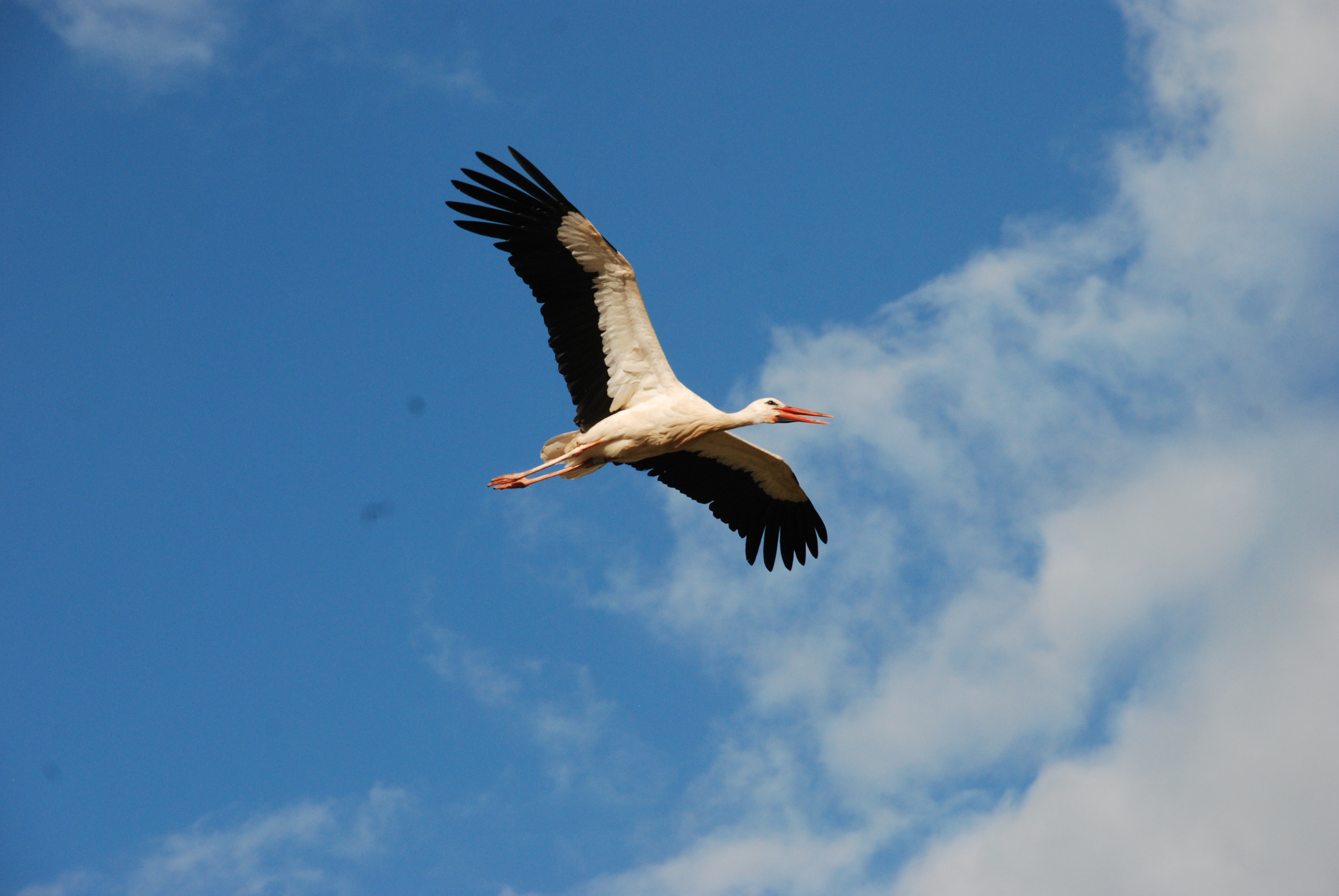 Cigogne blanche © Didier Barraud